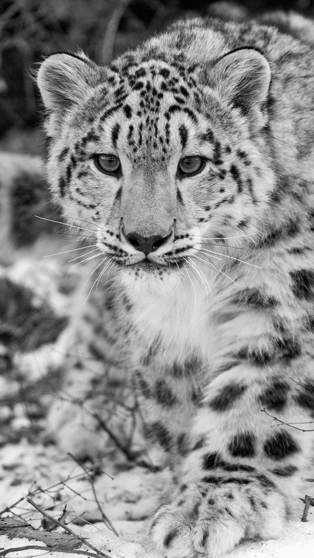 1812 Snow Leopards